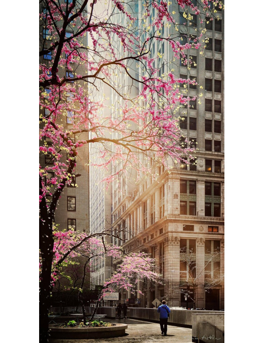 Urban Sakura