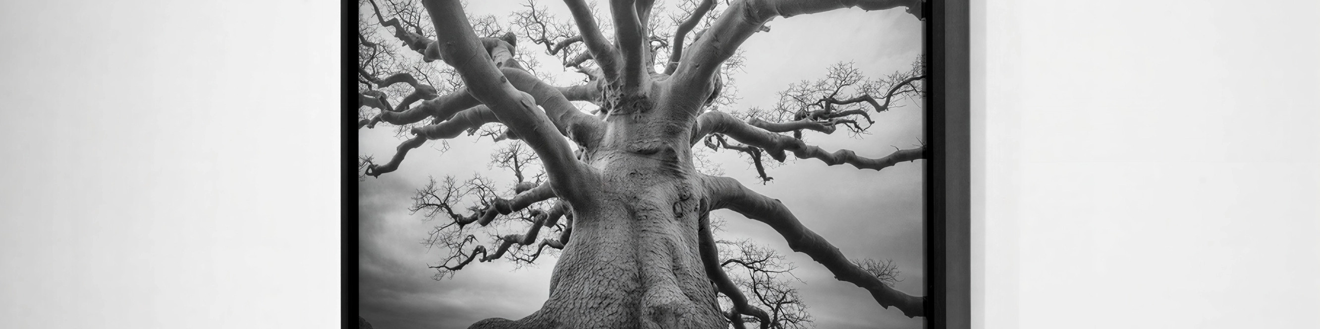 Фотографії природи MIRONOVA ART для затишних інтер’єрів