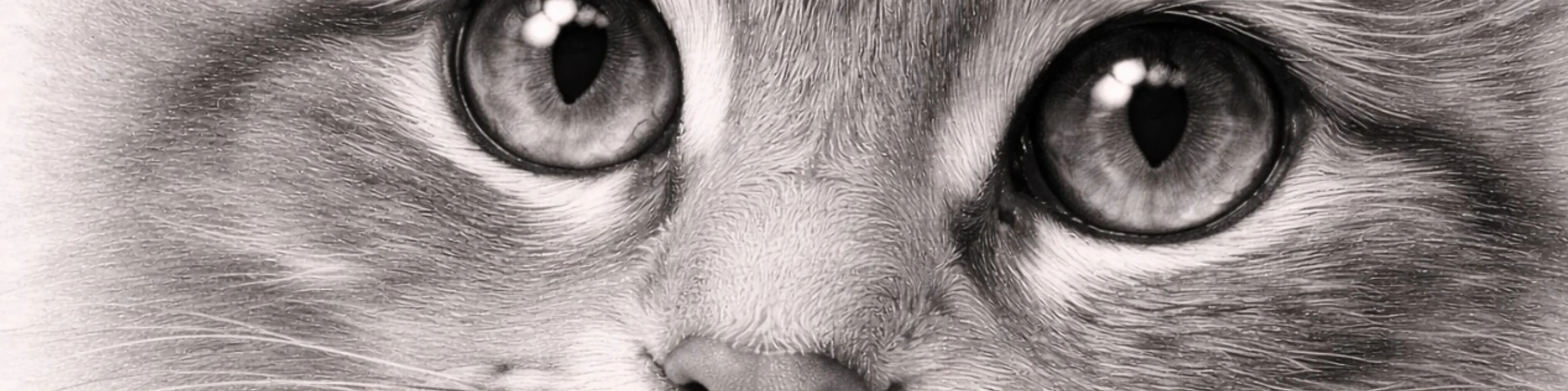 Blended Drawings by MIRONOVA ART — The Art of Smooth Transitions