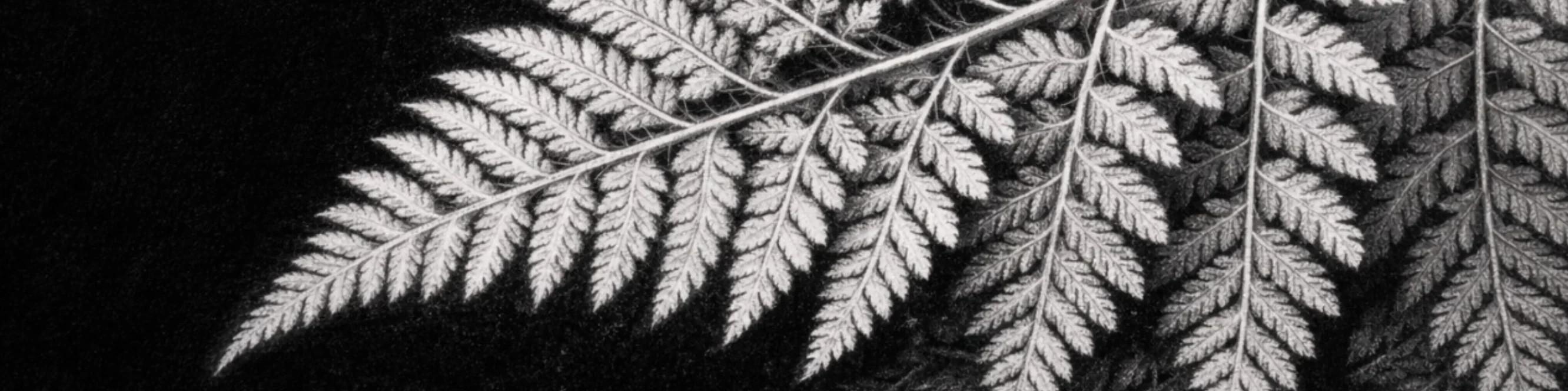 Рисунки с негативным пространством от MIRONOVA ART — искусство минимализма