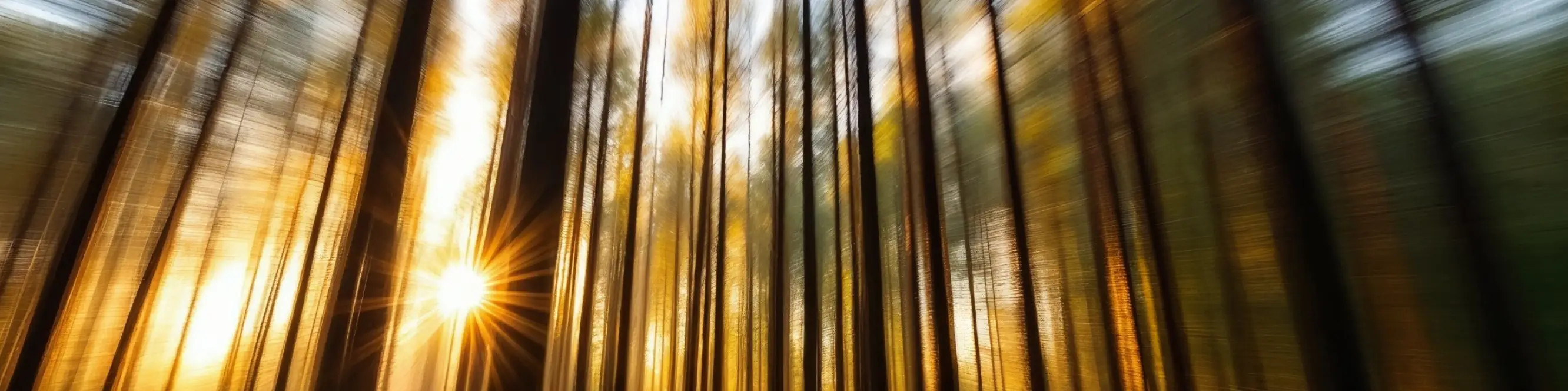 Intentional Camera Movement MIRONOVA ART — Creative Photography